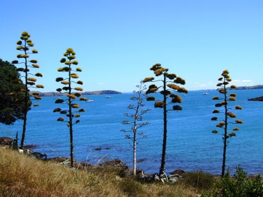  Overlooking Owhanake Bay, Waiheke
